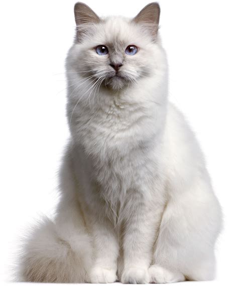 gatto sacro birmania carattere
